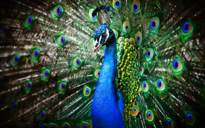 Colorful Faith in a World of Chaos